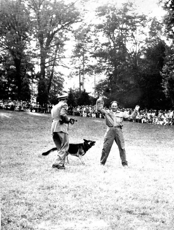 1961 nettuno addestramento cani